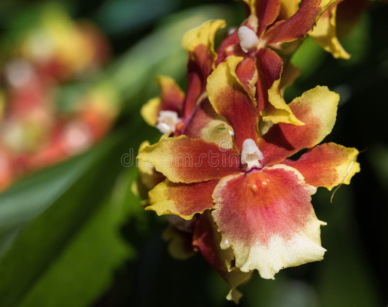 Orquídea Amarela, Branca E Vermelha Tricolor, Bebê De Oncidium Sharry Que  Floresce No Foco Seletivo Imagem de Stock - Imagem de florescer, seletivo:  107034609