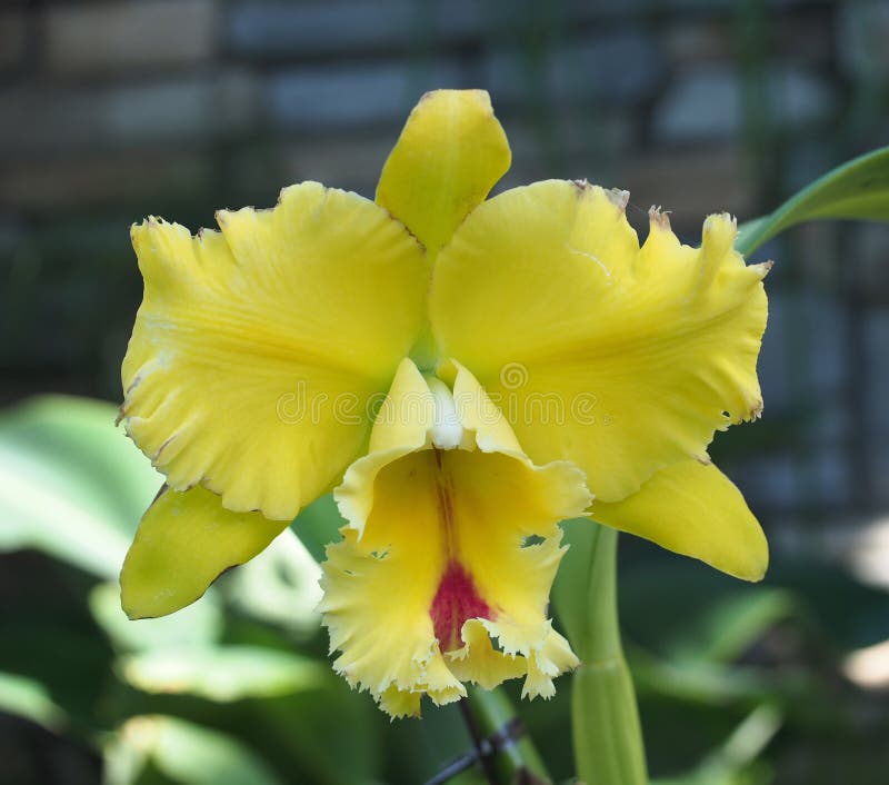 Orquídea Amarela De Cattleya Foto de Stock - Imagem de amarelo, chuva:  46821426