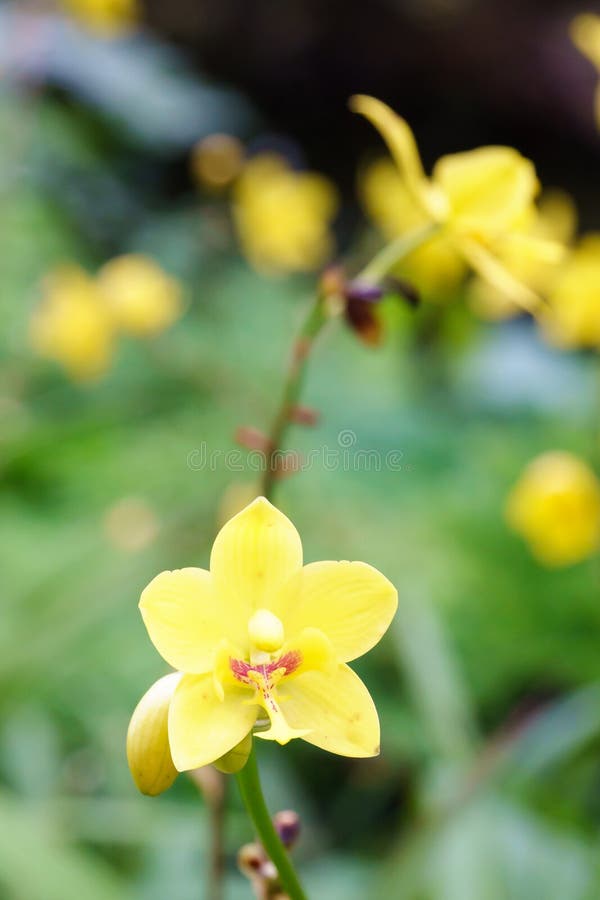Orquídea Amarela Dos Spathoglottis No Jardim Foto de Stock - Imagem de  planta, nave: 83759634