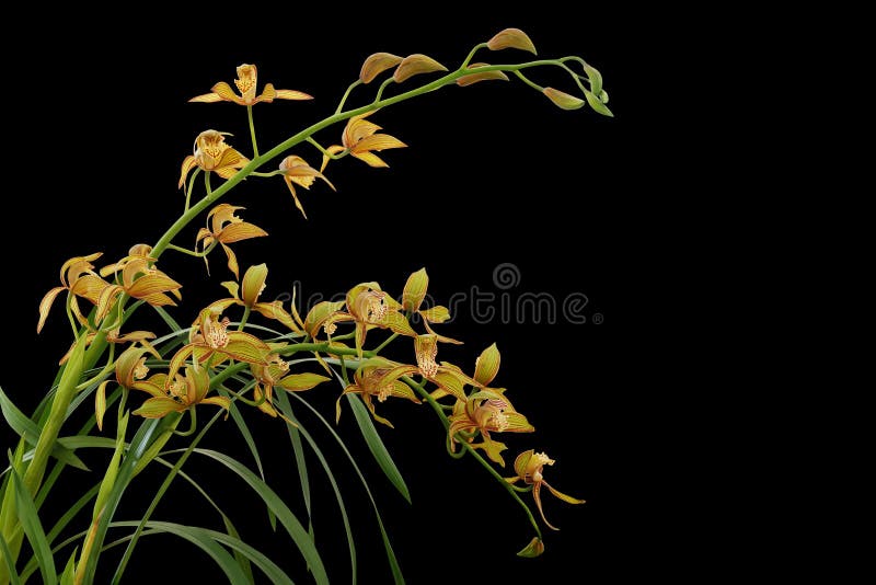 Orquídea Amarela Dourada Com Folhas Verdes, Planta Tropical Do Cymbidium Da  Flor Isolada No Fundo Preto Com Trajeto De Grampeamen Foto de Stock -  Imagem de verde, escuro: 148919932