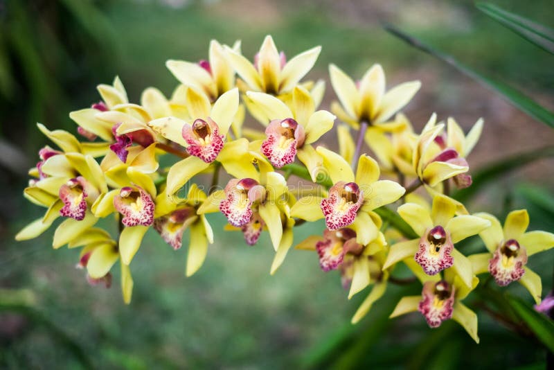 Orquídea De Cattleya Roxa E Amarela Imagem de Stock - Imagem de recorte,  amarelo: 66488931