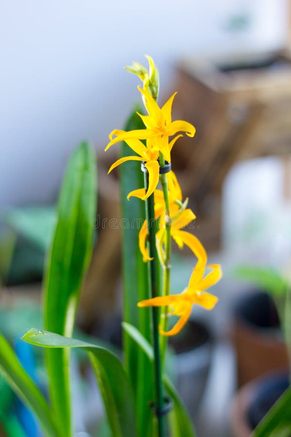 Orquídea Amarela Miltonia Linda E Fresca Na Janela Imagem de Stock - Imagem  de flor, florescer: 191532485