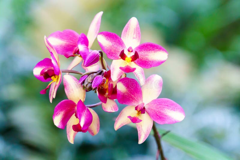 Orquídea Amarela Dos Spathoglottis No Jardim Foto de Stock - Imagem de  botânica, nave: 83758666