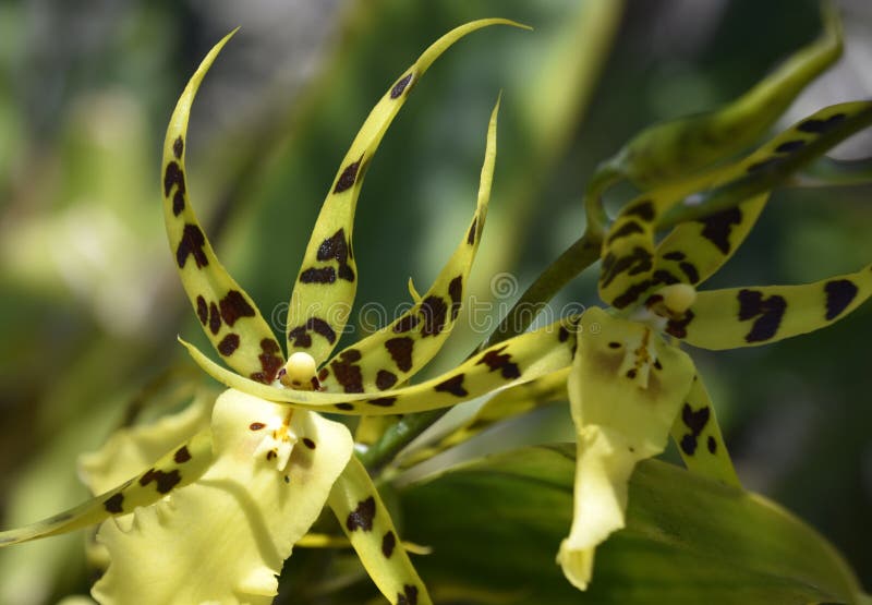 Orquídea-aranha-amarela E Vermelha Num Jardim Mediterrânico No Novo México.  Imagem de Stock - Imagem de flora, planta: 209442221
