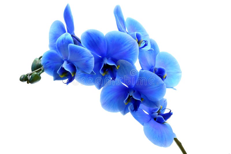 Orquídea azul de la flor foto de archivo. Imagen de cierre - 46947386