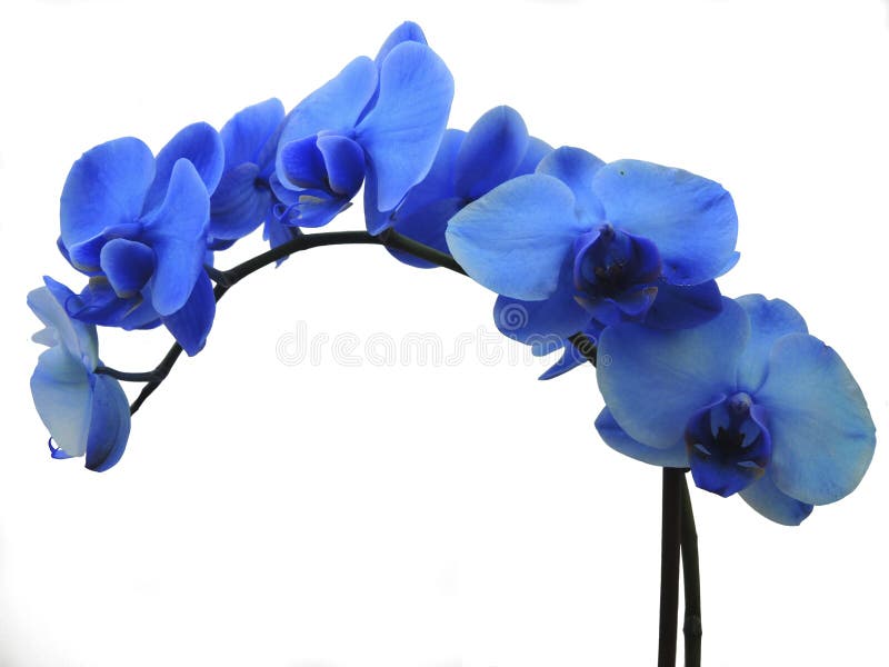 514 Orquídea Azul Del Phalaenopsis Fotos de stock - Fotos libres de  regalías de Dreamstime