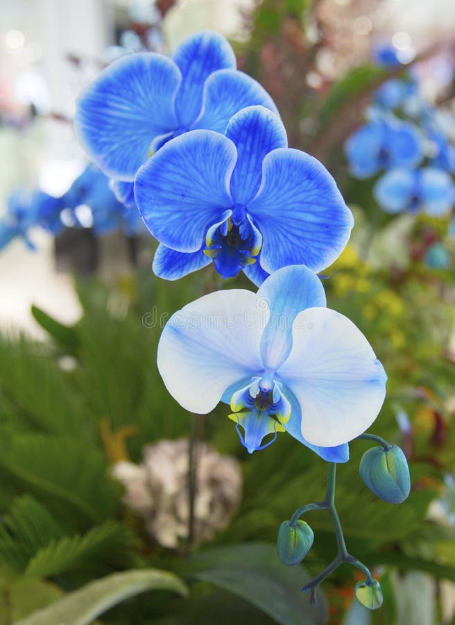 Orquídea Azul Hermosa Del Phalaenopsis Imagen de archivo - Imagen de  floral, limpio: 39511801