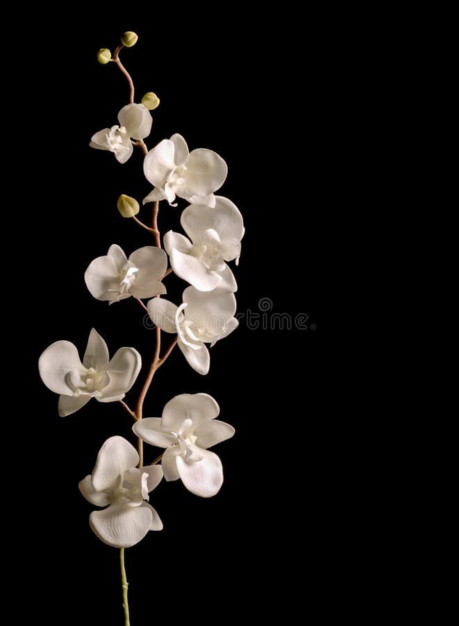 Orquídea Blanca En Fondo Oscuro Foto de archivo - Imagen de planta,  hermoso: 143820834