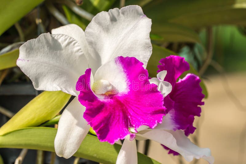 Orquídea Branca E Roxa De Cattleya Foto de Stock - Imagem de jardim, buquê:  106593396