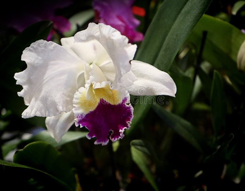 Orquídea Branca E Roxa De Cattleya Imagem de Stock - Imagem de verde,  escuro: 115150349