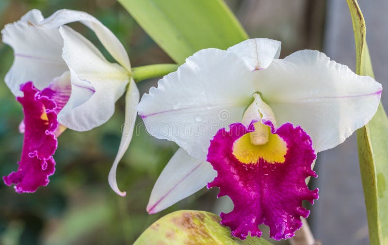 Orquídea Branca E Roxa De Cattleya Foto de Stock - Imagem de haste, branco:  71374362