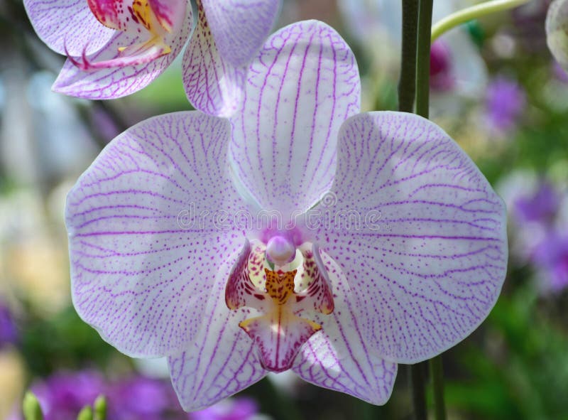 Orquídea Branca E Roxa Do Phalaenopsis Imagem de Stock - Imagem de haste,  flor: 81994689