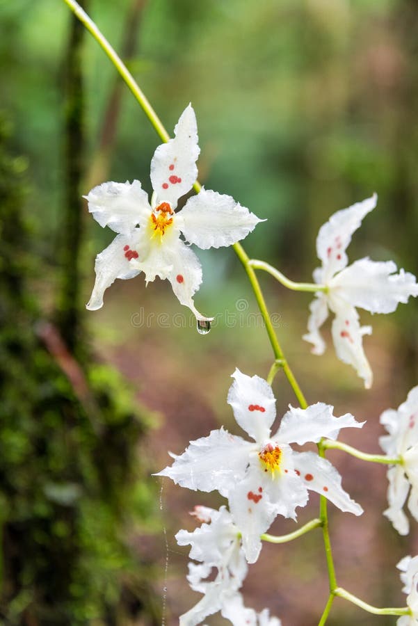 Orquídea branca pequena imagem de stock. Imagem de floral - 97118099