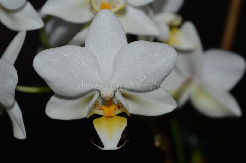 A Orquídea Branca Pequena Bonita Brilha Foto de Stock - Imagem de  encantador, branco: 105477054