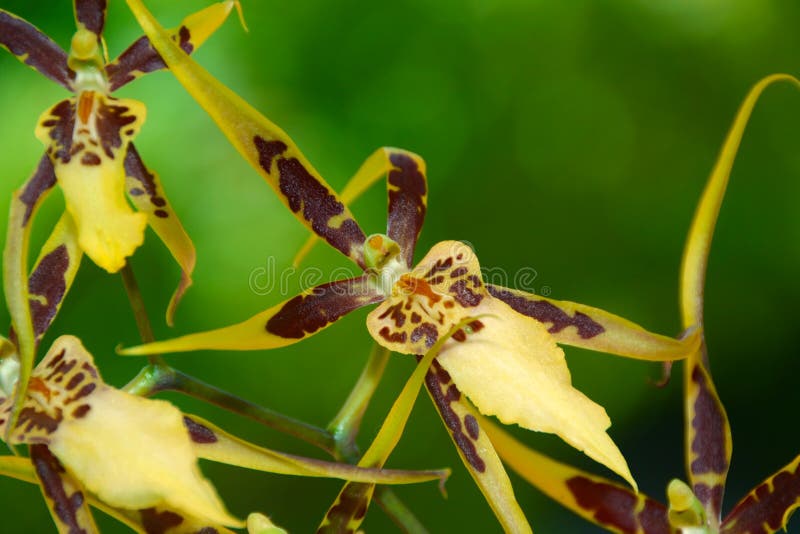 Orquídea Brassiva. Orquídea-aranha Imagem de Stock - Imagem de aranha,  inflorescência: 241941239