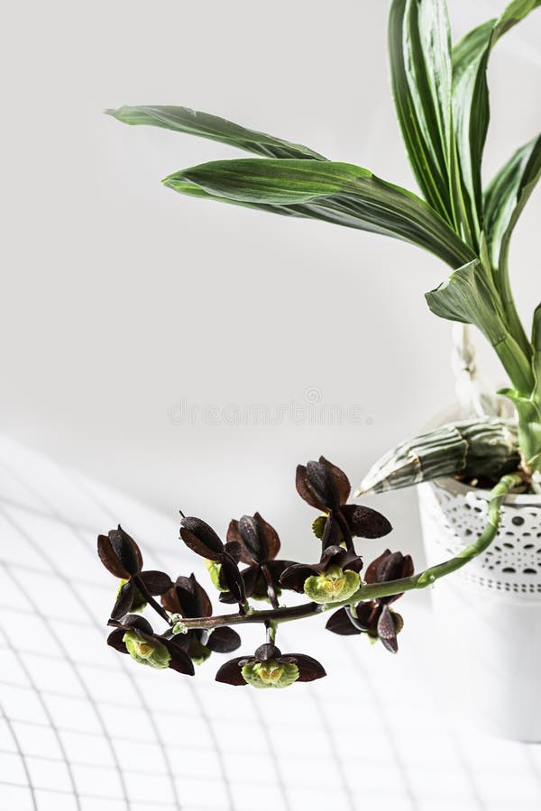 Orquídea. Catasetum Hybrid Sobre Fondo Blanco. Catasetum Tenebrosum. Una  Foto De Un Impresionante Híbrido De Orquídea Casi Negra. Imagen de archivo  - Imagen de floral, colgante: 217133619