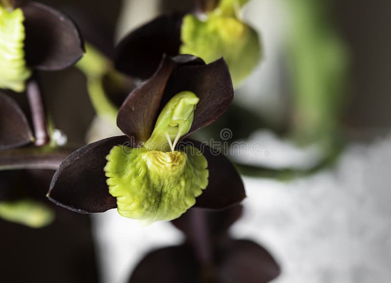 Orquídea. Catasetum Hybrid Sobre Fondo Negro. Catasetum Tenebrosum. Una  Foto De Un Impresionante Híbrido De Orquídea Casi Negra. Foto de archivo -  Imagen de fondo, encantador: 217133592