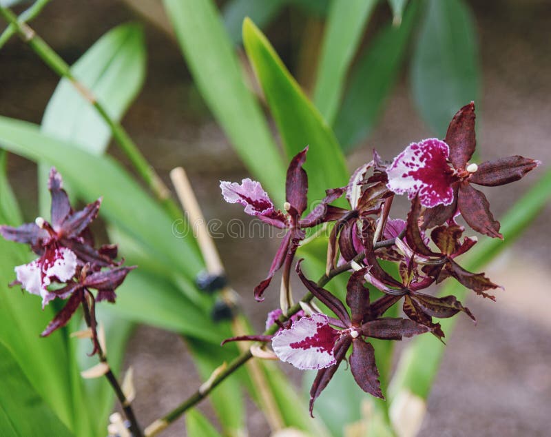 Orquídea Colmanara Massai Flores Vistosos, Perfumadas, Coloridas Foto de  Stock - Imagem de perfumado, bonito: 65253994