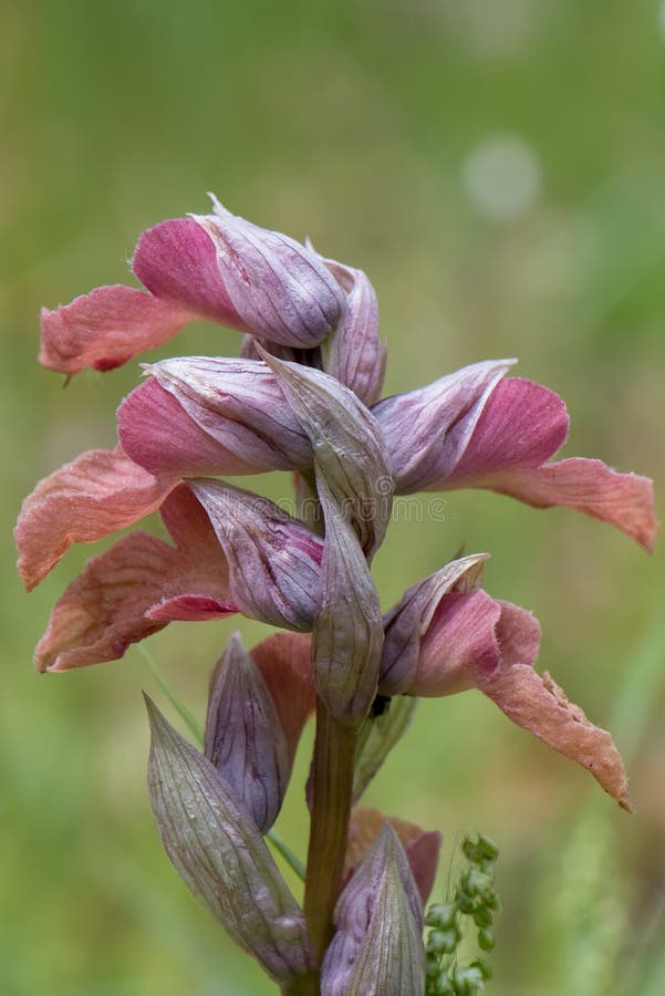 Orquídea da língua florada imagem de stock. Imagem de dobrado - 196142251