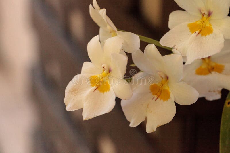 A Orquídea De Amor Perfeito Delicada Chamou Flores Da Flor De Miltonia  Imagem de Stock - Imagem de pétalas, delicado: 92929093