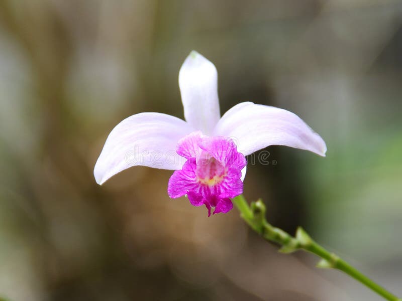 Orquídea De Bambu Branca (Arundina) Foto de Stock - Imagem de planta,  flores: 46839384