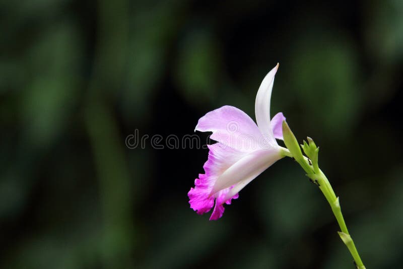 Orquídea De Bambu Branca (Arundina) Foto de Stock - Imagem de bonito,  detalhes: 46839486