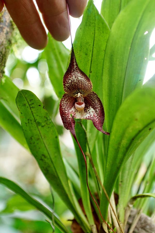 Orquídea de cara de mono foto de archivo. Imagen de amarillo - 178449950