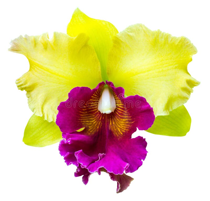 Orquídea De Cattleya Roxa E Amarela Imagem de Stock - Imagem de recorte,  amarelo: 66488931