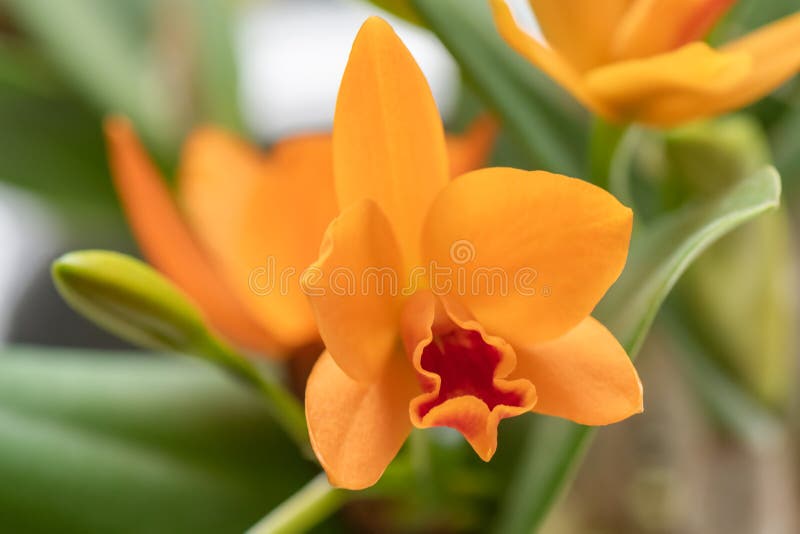 Orquídea-de-jato-de-laranja-guarianthe Aurantiaca, Flor Do Armário Foto de  Stock - Imagem de américa, amarelo: 215675146