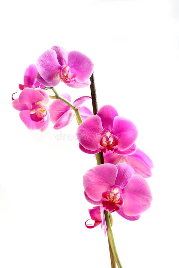 Orquídea De La Flor - Phalaenopsis Foto de archivo - Imagen de elemento,  flor: 13551452