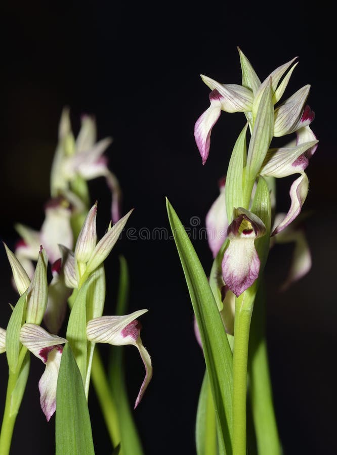 Orquídea de la lengua foto de archivo. Imagen de retrato - 53695882
