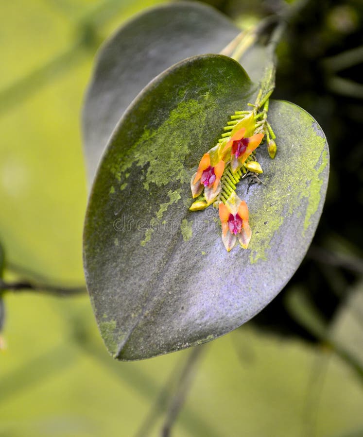 Orquídea De Deslizador Rara Selvagem Bornéu De Rothschilds Foto de Stock -  Imagem de vermelho, tropical: 55815100