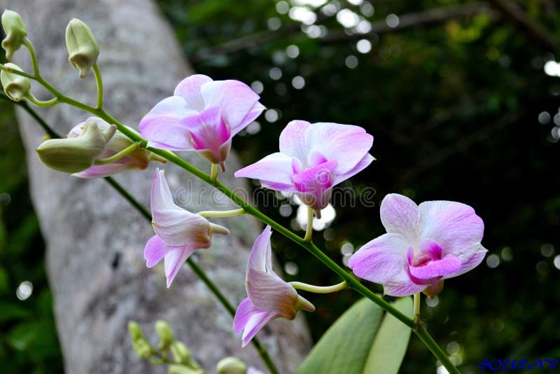 Orquídea de roca rosa foto de archivo. Imagen de cubo - 199723604