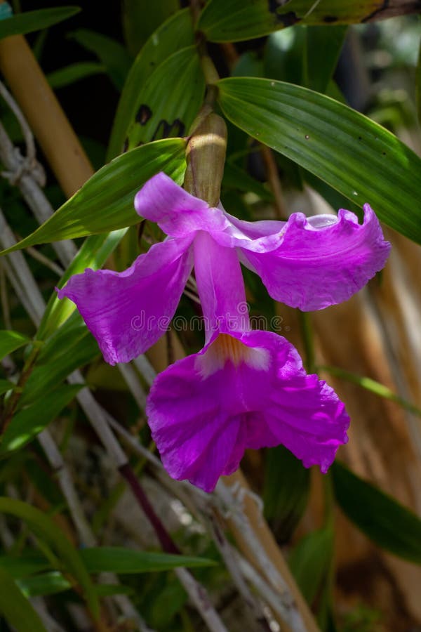 Orquídea de sobralia foto de archivo. Imagen de almacén - 178913314