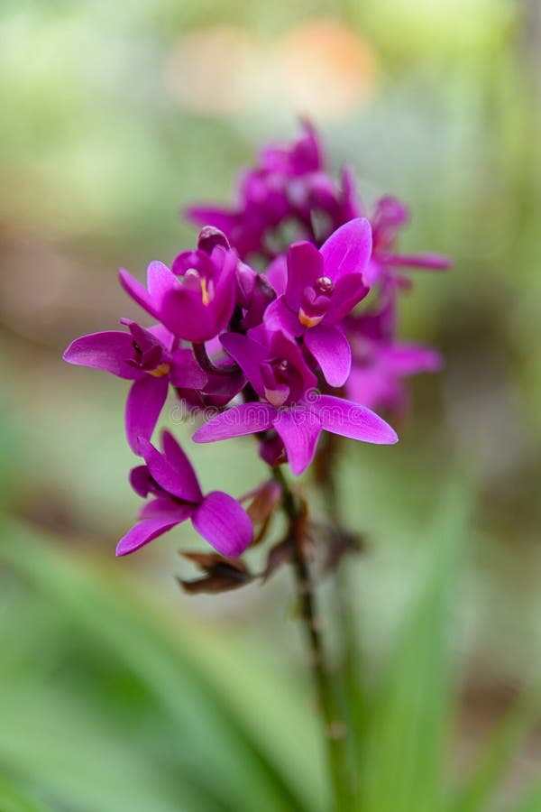 Orquídea de terra roxa foto de stock. Imagem de medicina - 168533528