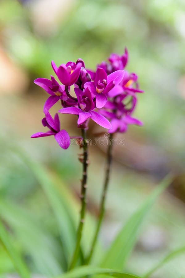 Orquídea de terra roxa foto de stock. Imagem de crescimento - 168533714
