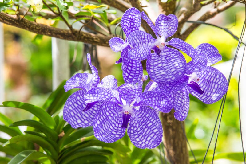 Orquídea de Vanda azul imagen de archivo. Imagen de hoja - 42370059