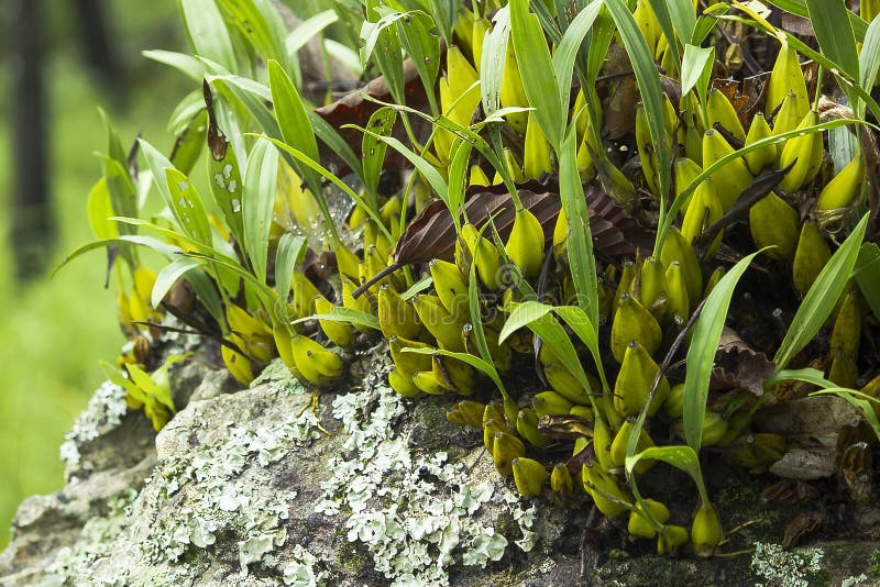 Orquídea Del Dendrobium En La Roca En Naturaleza Imagen de archivo - Imagen  de floral, paisaje: 141491741