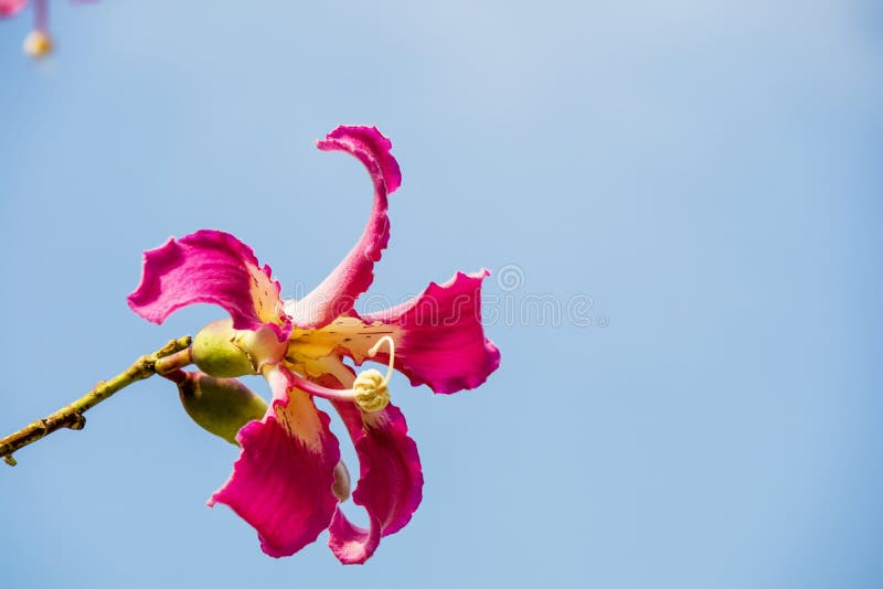 Orquídea Delicada Como Flores Cor-de-rosa Da árvore Do Fio Dental Da Seda  Imagem de Stock - Imagem de fresco, pontos: 162969793