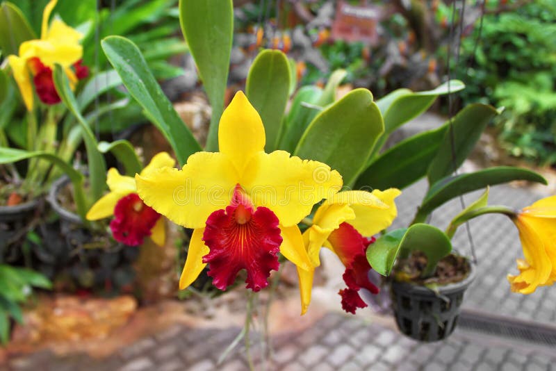 Orquídea Dendrobium Verde En Tailandia Imagen de archivo - Imagen de  detalle, primer: 218858917