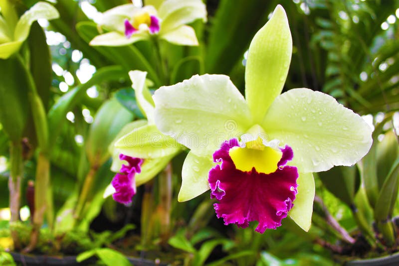 Orquídea Dendrobium Verde En Tailandia Imagen de archivo - Imagen de  tropical, hoja: 218859307