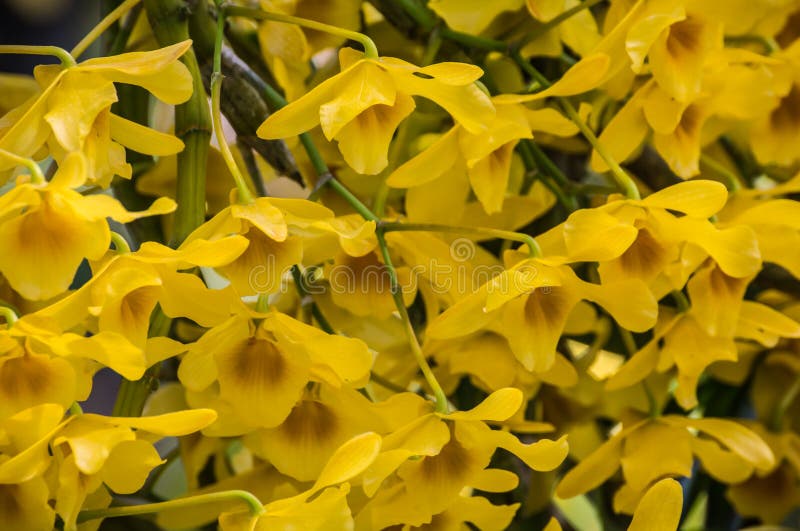 Orquídea Do Amarelo De Chantaboon Do Dendrobium Foto de Stock - Imagem de  grupo, floresta: 77870132