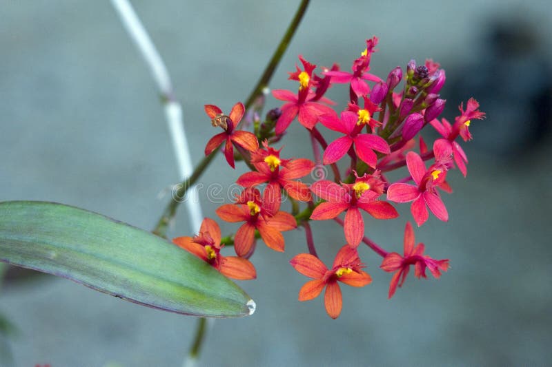 Orquídea Do Gênero Do Epidendrum Imagem de Stock - Imagem de botânica,  romântico: 63420909