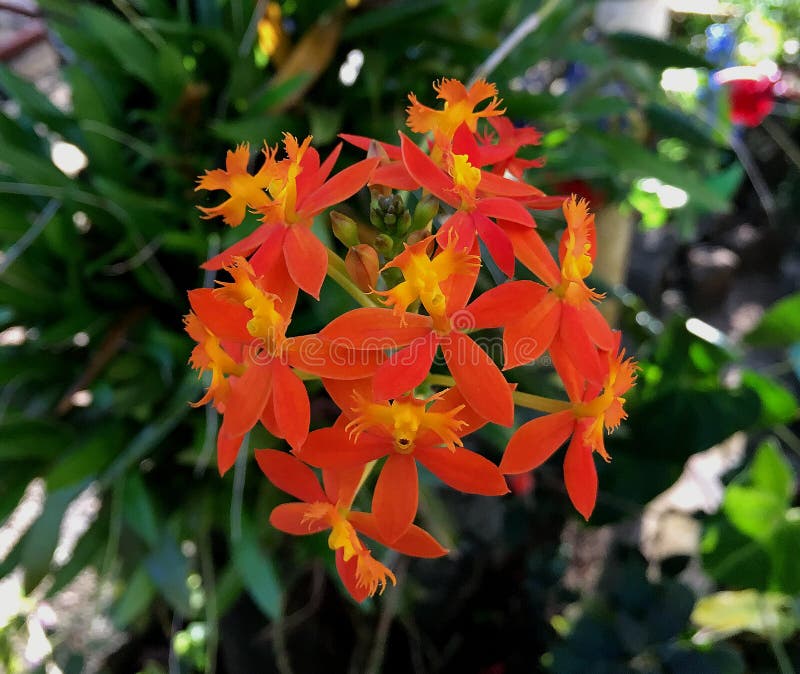 Orquídea Epidendrum Encontrada Na Estação De Sonhadores, Composta Munnar  Kerala Foto de Stock - Imagem de pétalas, flor: 187766600