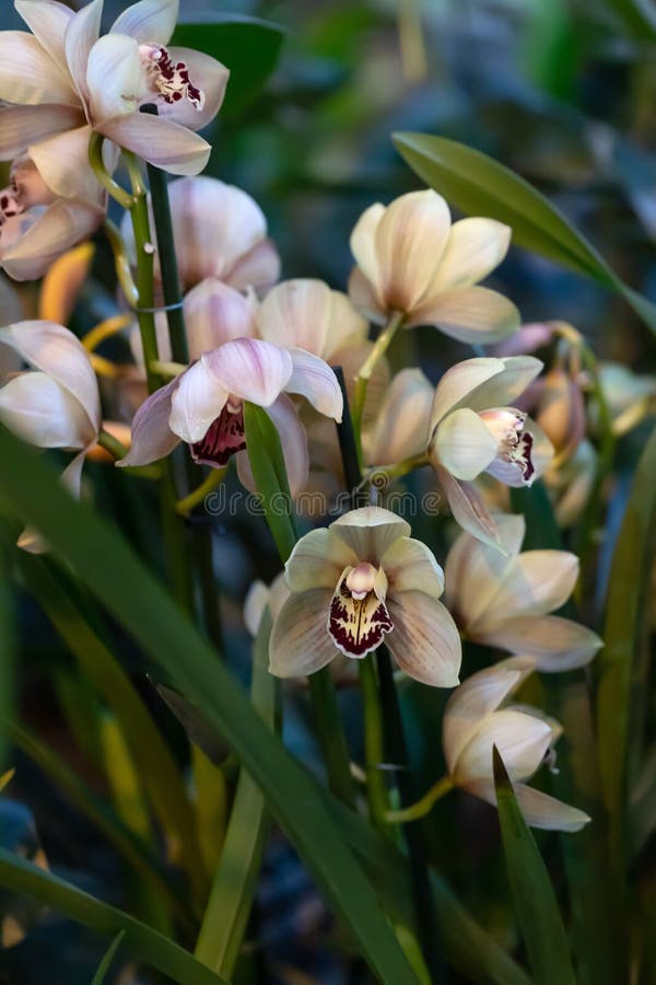 Orquídea Exótica De Cor Clara Do Café. Floração De Orquídeas Com  Phalaenopsis Imagem de Stock - Imagem de romance, florista: 207989457