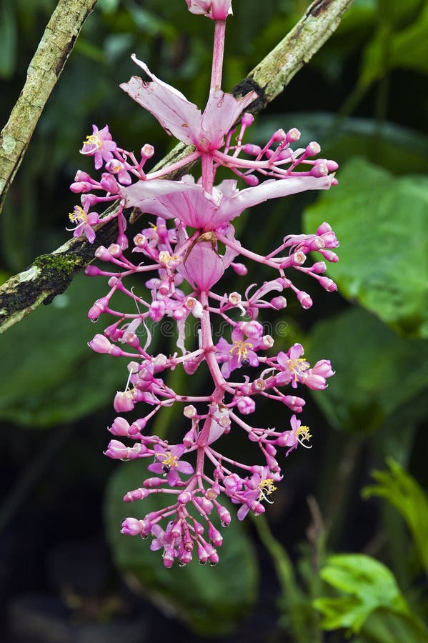 Orquídea Filipina, Una Flor Rosada Y Exuberante Foto de archivo - Imagen de  primer, floral: 77060654