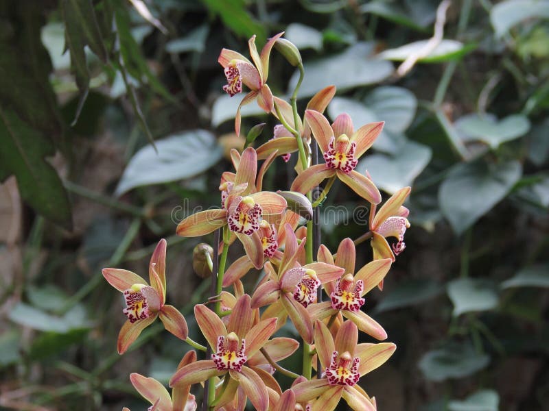 Orquídea Marrón Clara (Cymbidium Híbrido) Foto de archivo - Imagen de  travieso, flora: 46838002