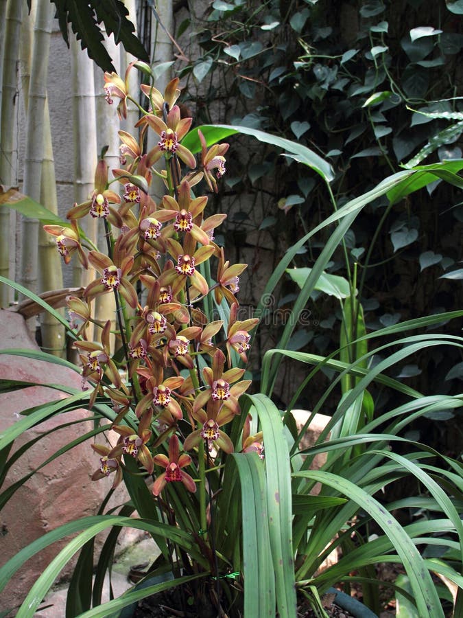 Orquídea Marrón Clara (Cymbidium Híbrido) Foto de archivo - Imagen de  flores, racimo: 46838418