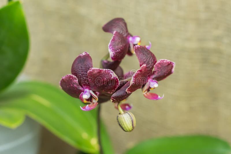 Orquídea Negra. Jack Preto Falaenopsis Imagem de Stock - Imagem de planta,  pétala: 177694345