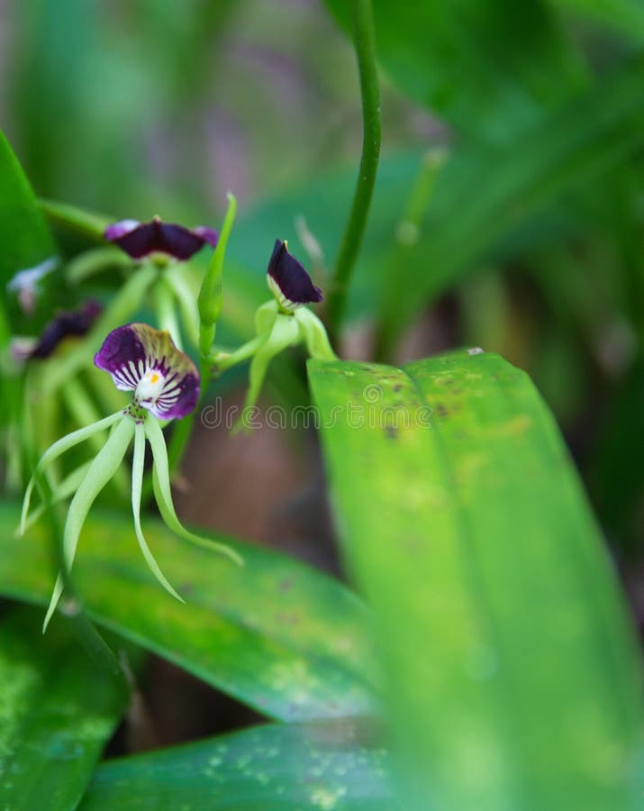 Orquídea Negra, La Flor Nacional De Belice Imagen de archivo - Imagen de  vibrante, clima: 121285413